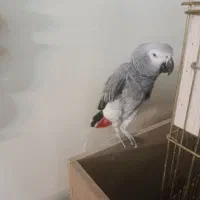 کاسکو اهلی وسخنگو|پرنده|تبریز, |دیوار