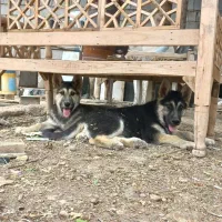 سگ جرمن شیپر و بلک