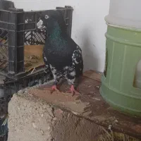 کبوتر کله ای|پرنده|مسجد سلیمان, |دیوار