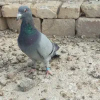 جوانه نرسبز|حیوانات|نیمروز, |دیوار