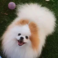 ماده پامر خرسی حامله شکم پر