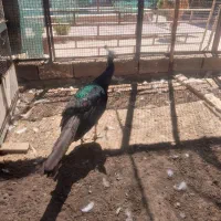 طاووس نر و ماده|پرنده|کهریزک, |دیوار