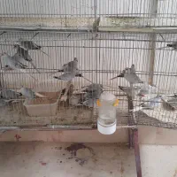 بنگالی نرگسی الماسی مرغ عشق عروس هلندی|پرنده|بجنورد, |دیوار