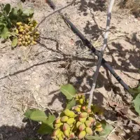 باغچه ۶هزارمتری باسند تک برگ|فروش زمین و ملک کلنگی|زرندیه, |دیوار