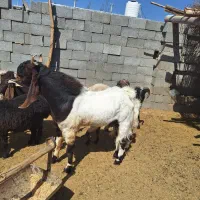 یک راس دبر نژاد پاکستانی|حیوانات مزرعه|رستاق, |دیوار