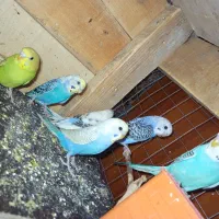 فروش مرغ عشق|پرنده|قشم, |دیوار