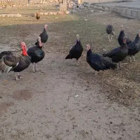 فروشی|حیوانات مزرعه|آبدانان, |دیوار