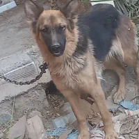 فروشی|سگ|جیرفت, |دیوار