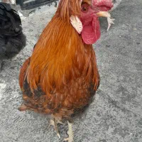 مرغ وخروس
