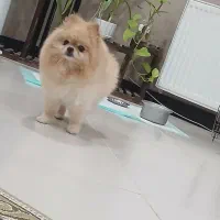 پامر خرسی بازیگوش