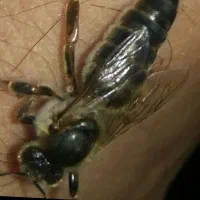 ملکه باکره f1کارنیکا المانی وکردوان