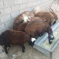 بره|حیوانات مزرعه|نورآباد, |دیوار