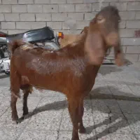 بز نر|حیوانات مزرعه|بندر ماهشهر, |دیوار