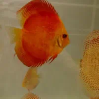 دیسکس درجه یک و حرفه ای