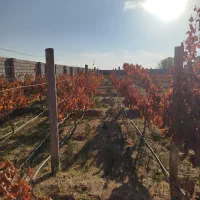 باغ-ویلا-زمین