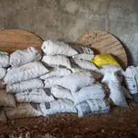 سیب زمینی دامی