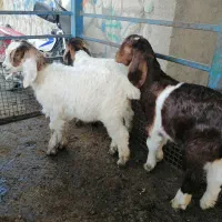 بزغاله|حیوانات مزرعه|سبزوار, چهارراه فرودگاه|دیوار