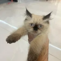 بچه گربه هیمالین ۲/۵ ماهه