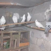 کبوتر پرشی آس|پرنده|رامسر, |دیوار