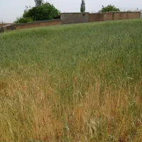 کاه دیم نرم فروشی