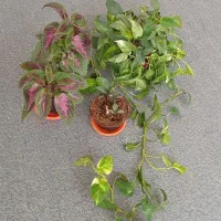گل طبیعی|گل و گیاه طبیعی|نجف‌آباد, شریعتی غربی|دیوار