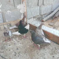 فروش کبوتر|پرنده|برازجان, |دیوار