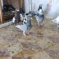 کبوتر|پرنده|شیراز, کوزه گری|دیوار