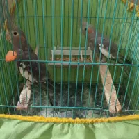 عروس هلندی یکی نر یکی ماده