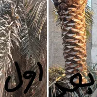 بریدن نخل قطع نخل حرس نخل سمپاشی  در آوردن ریش نخل|خدمات باغبانی و درختکاری|اهواز, نادری|دیوار