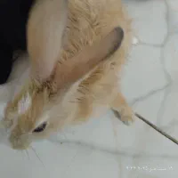 خرگوش کوچیک