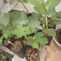 کود گرانوله و کود های ارگانیک و خاک گلدان|گل و گیاه طبیعی|اهواز, کوی نفت|دیوار