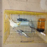 عروس هلندی مولد|پرنده|ساوه, |دیوار