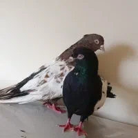 یک جفت سینه به ضمانت تخم جوجه