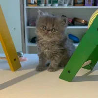 بریتیش پرشین بلو|گربه|رشت, معلم|دیوار