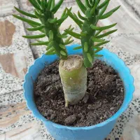 گل طبیعی|گل و گیاه طبیعی|الشتر, |دیوار