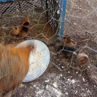 مرغ باجوجه