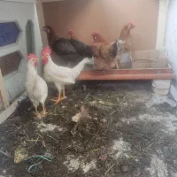 مرغ و خروس