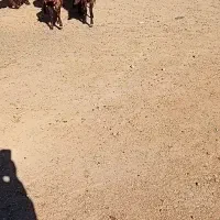 ۸راس شیشک ماده درجه یک ابستن|حیوانات مزرعه|صحنه, |دیوار