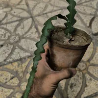 گل زیکزاکی خاص|گل و گیاه طبیعی|شیراز, کاراندیش|دیوار