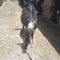 الاغ