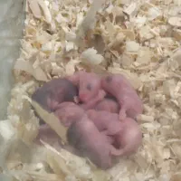 همستر کمپل چشم تیله ای|موش و خرگوش|تهران, صد دستگاه|دیوار