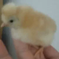 جوجه کوردی اصل|حیوانات مزرعه|کرمانشاه, |دیوار