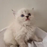 گربه نژاد دار اصیل