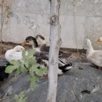 اردک ۶ ماهه