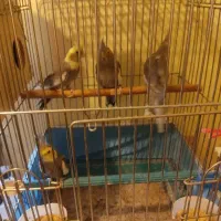 عروس هلندی نر و ماده مولد و 6 عروس هلندی دونخور