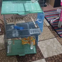 قفس پرنده خانگی