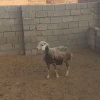 یک عدد بره ماده چال سفید|حیوانات مزرعه|باروق, |دیوار