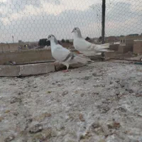 سده لایی کلاغ دم