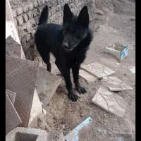 ژرمن بلک|سگ|بم, |دیوار