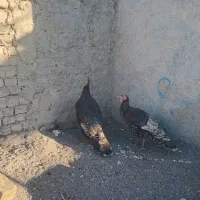 پرندگان|پرنده|مشهد, میان ولایت|دیوار